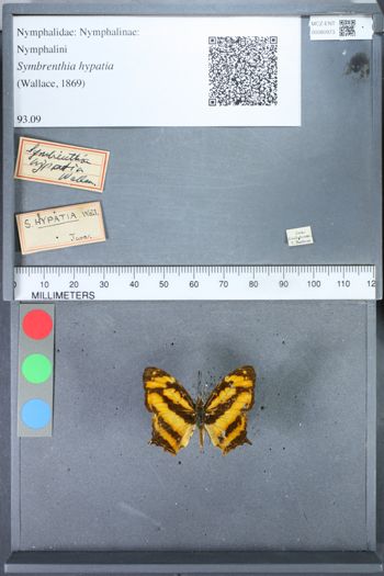 Media type: image;   Entomology 80973